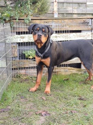 Lotte 1 Notfallseite2.jpg